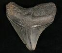 Posterior Megalodon Tooth - South Carolina #7490-1